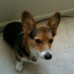 Meet your Posher, Tommy